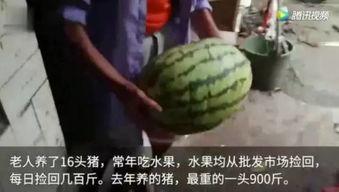 网络吃瓜视频,揭秘娱乐圈幕后故事